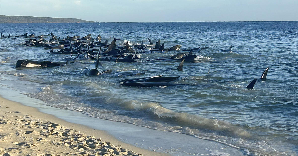 29 stranded pilot whales dead after mass stranding on Australian coast;  more than 100 saved
