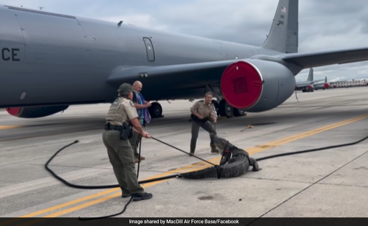 Huge alligator blocks plane at Florida Air Force Base, captured and released into river