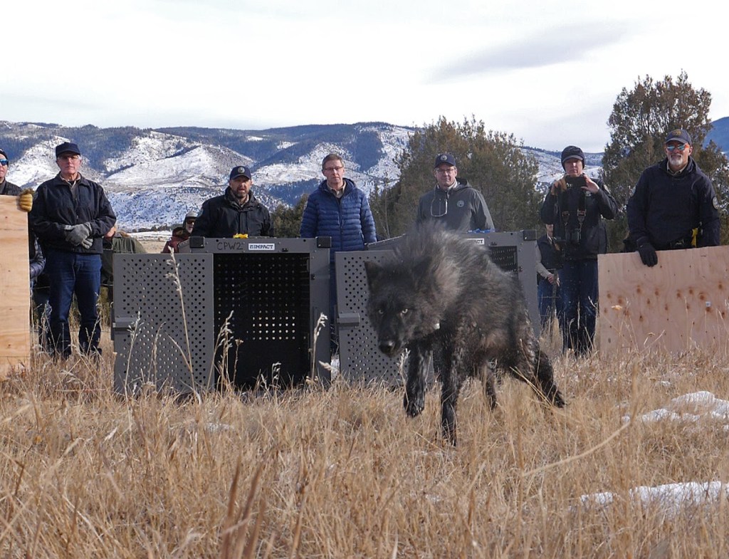 Reintroduced Colorado gray wolf found dead in Larimer County