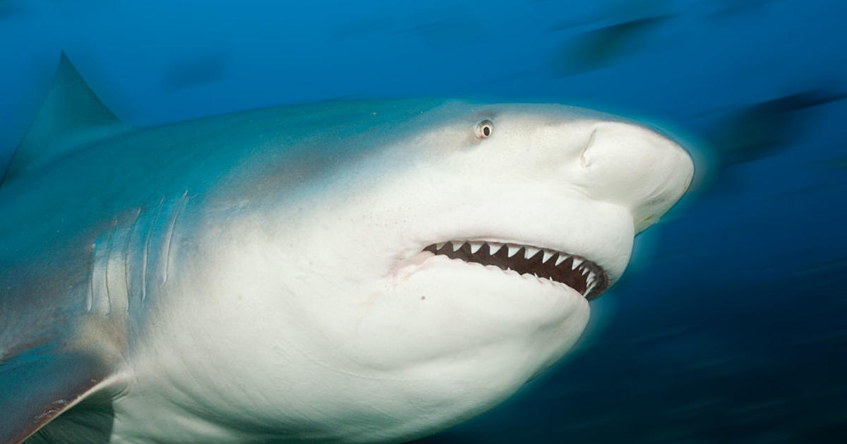 Shark attacks and seriously injures British tourists in the Caribbean as friends “fight” the predator.