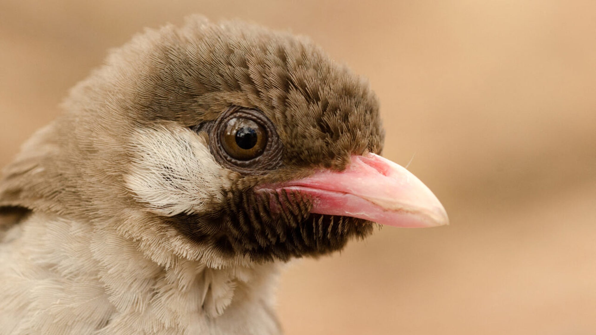 These birds help people hunt for honey, but it's not as sweet as you might think