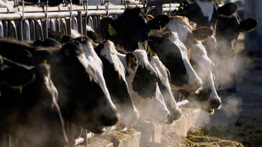 Fourth case of human bird flu linked to outbreak in dairy cows