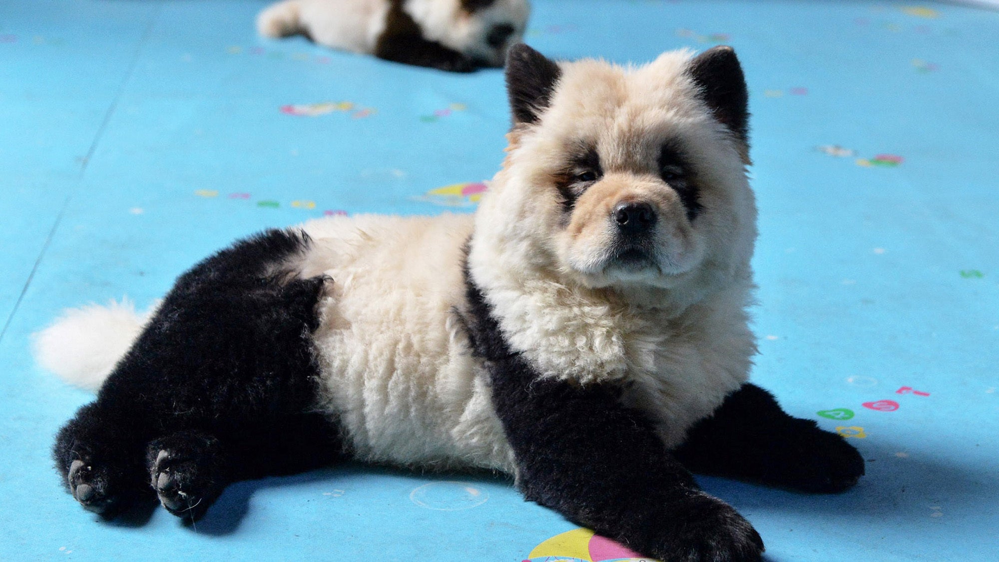 Chinese zoo paints dogs to look like baby pandas