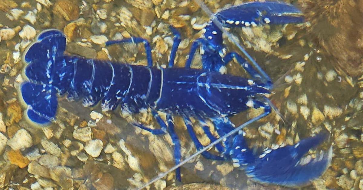 Extremely rare blue lobster found off the coast of English village: “Absolutely beautiful”