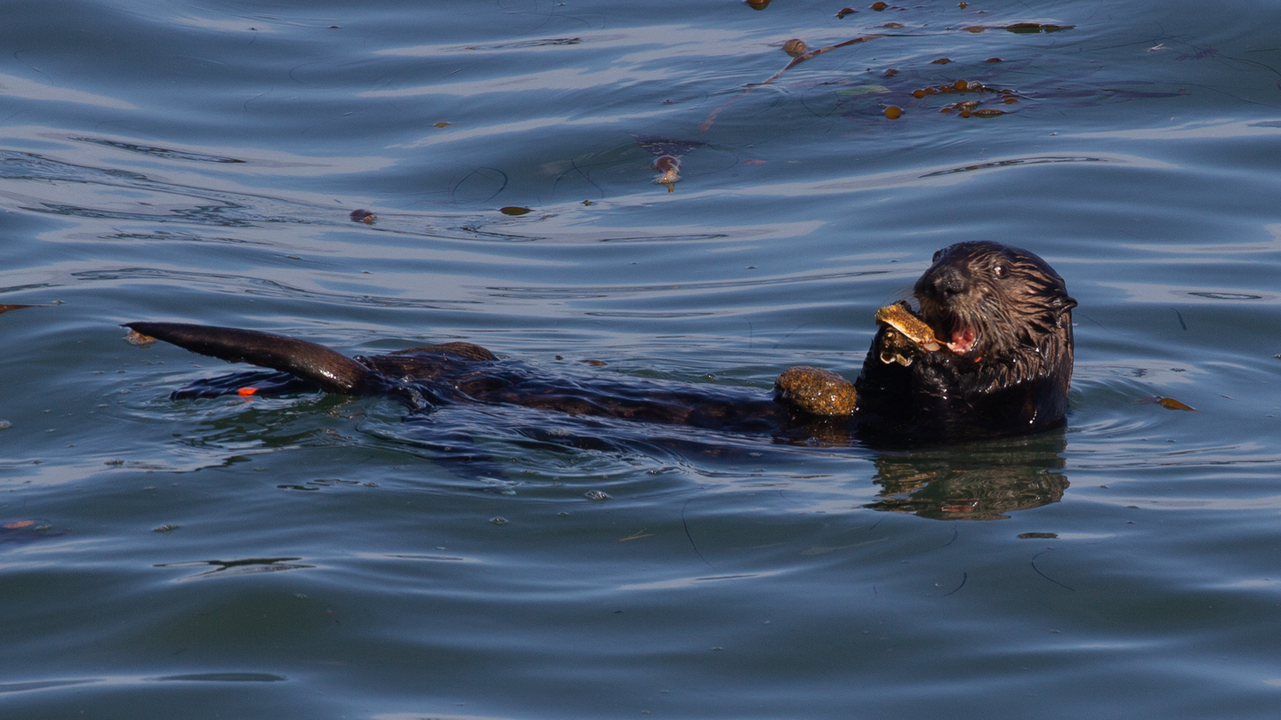 Female sea otters use more tools than males