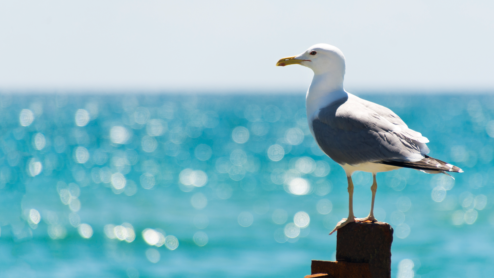 Gull species with larger brains thrive in urban spaces