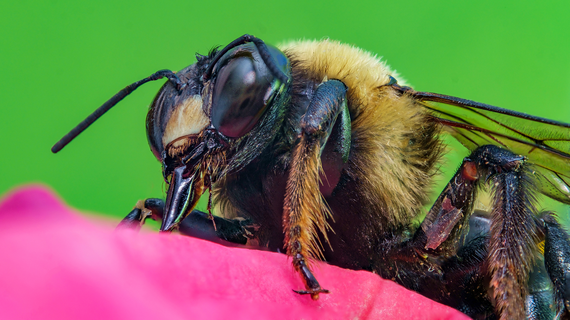 How scientists accidentally discovered that some bees can hibernate underwater