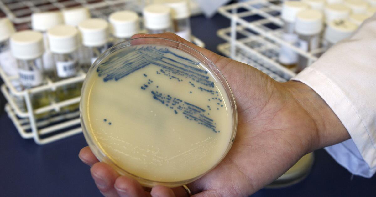 New synthetic molecule can outsmart resistant bacteria