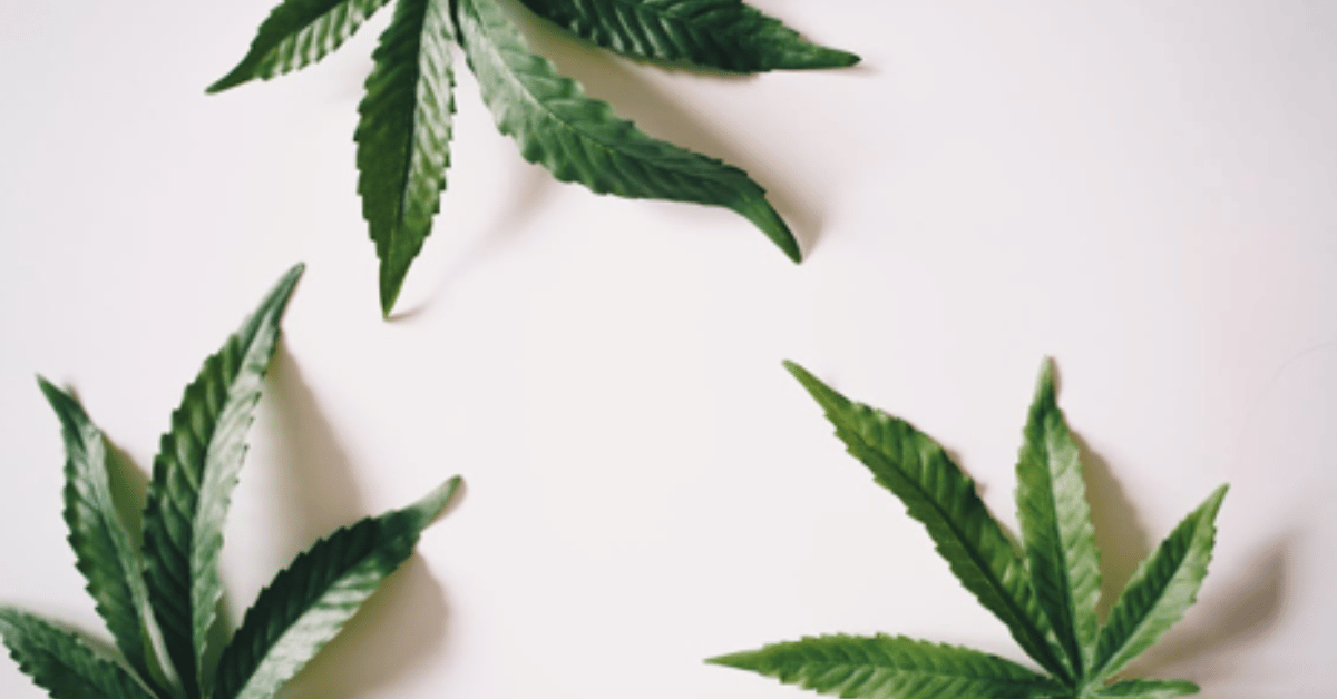 The rise of CBD in the wellness industry and current trends