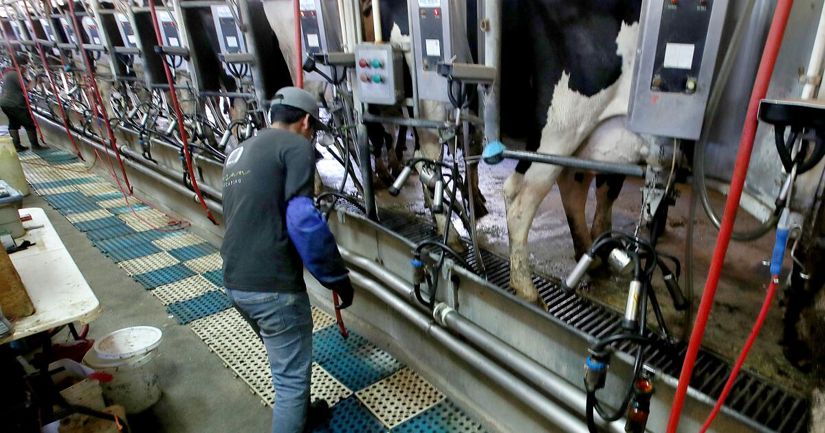 Third US dairy worker infected with bird flu, second case in Michigan