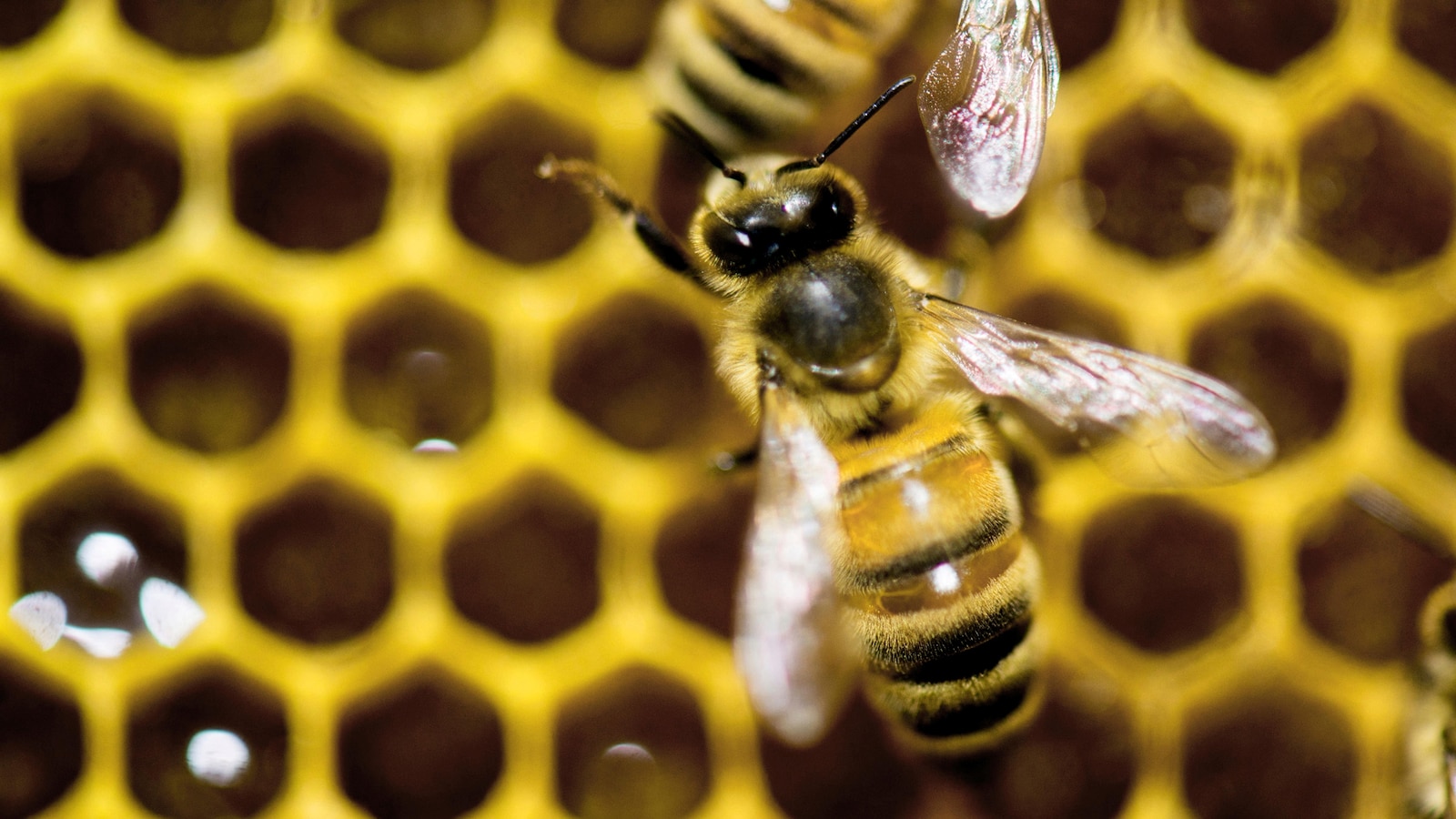 Vermont Governor Vetos Bill to Limit Pesticides Poisonous to Bees, Saying It's Anti-Farmers