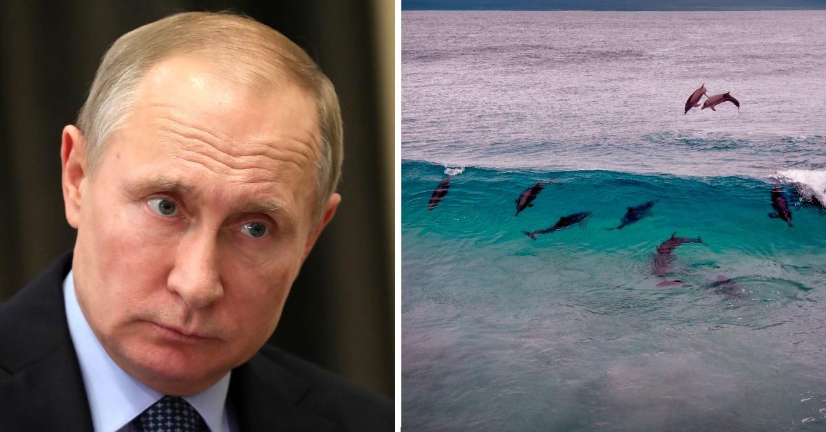 Vladimir Putin slaughters more than 80,000 dolphins and other species in Ukraine war