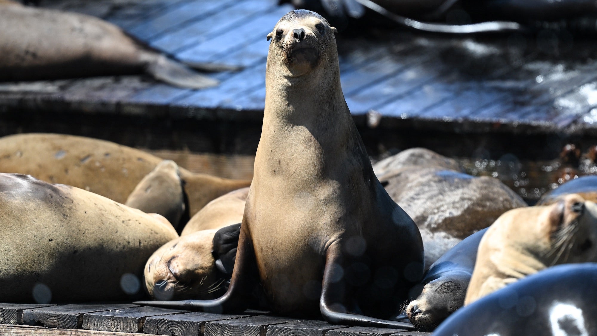 Watch the sociable sea lions set records in San Francisco