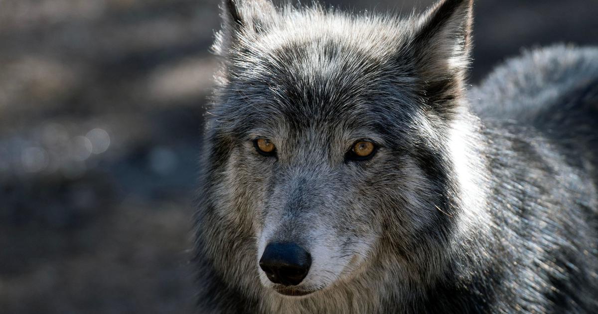 Wolf or coyote?  Nature mystery in Nevada solved with DNA testing