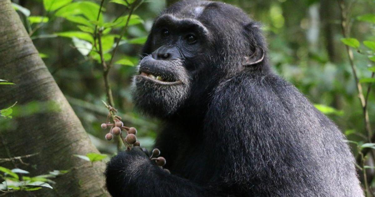 Chimpanzees seek out medicinal plants to treat injuries and illnesses, research shows