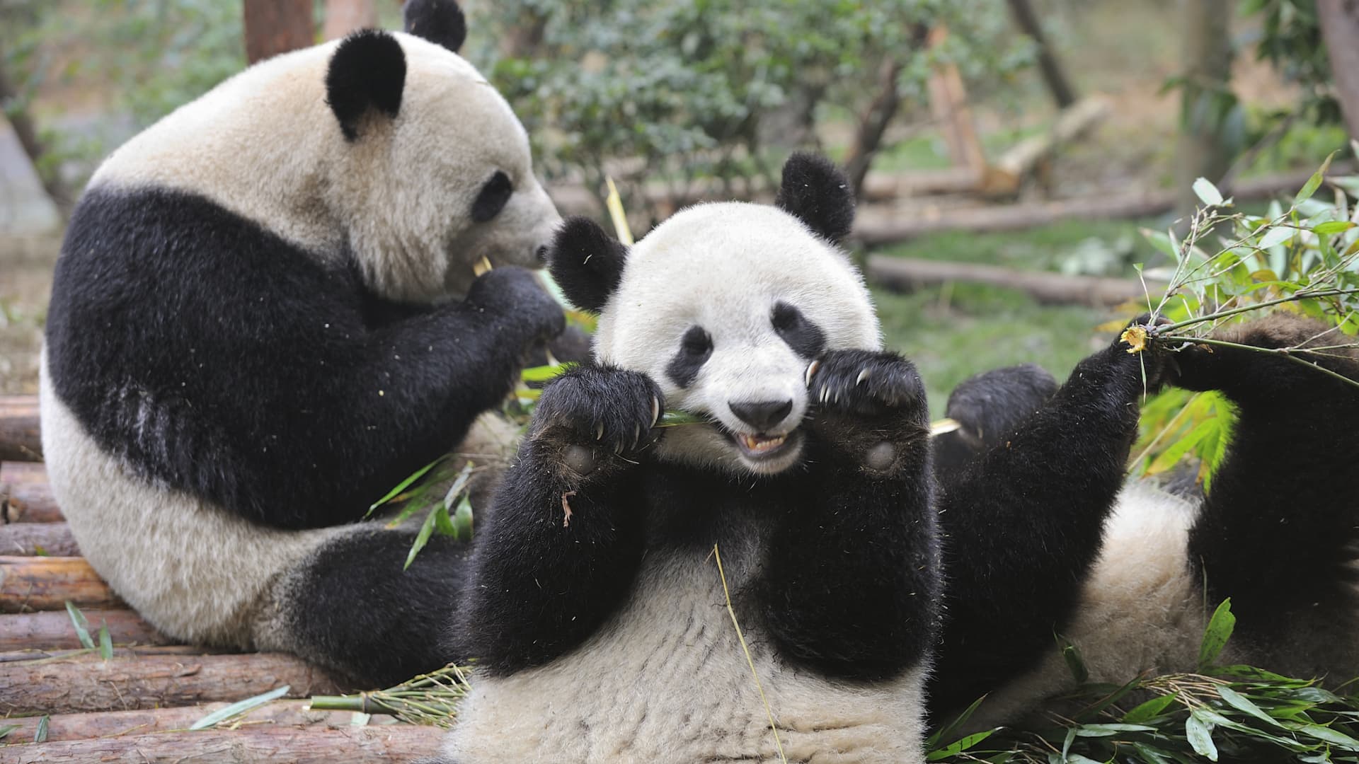 China sends giant pandas to the US for the first time in 20 years