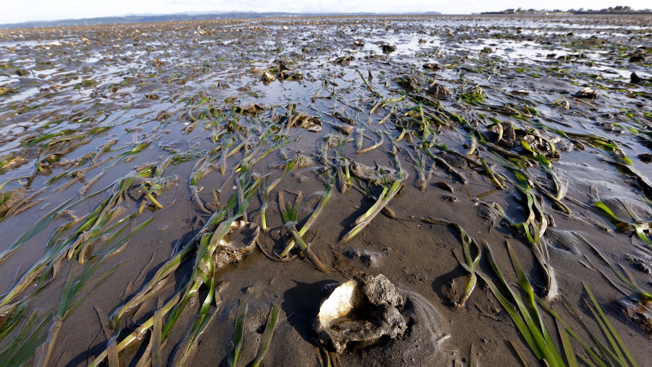 FDA warns of paralytic shellfish poisoning in clams, oysters and clams from Oregon, Washington