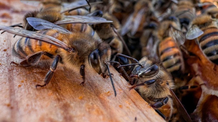 Honey bees can detect lung cancer in humans: study