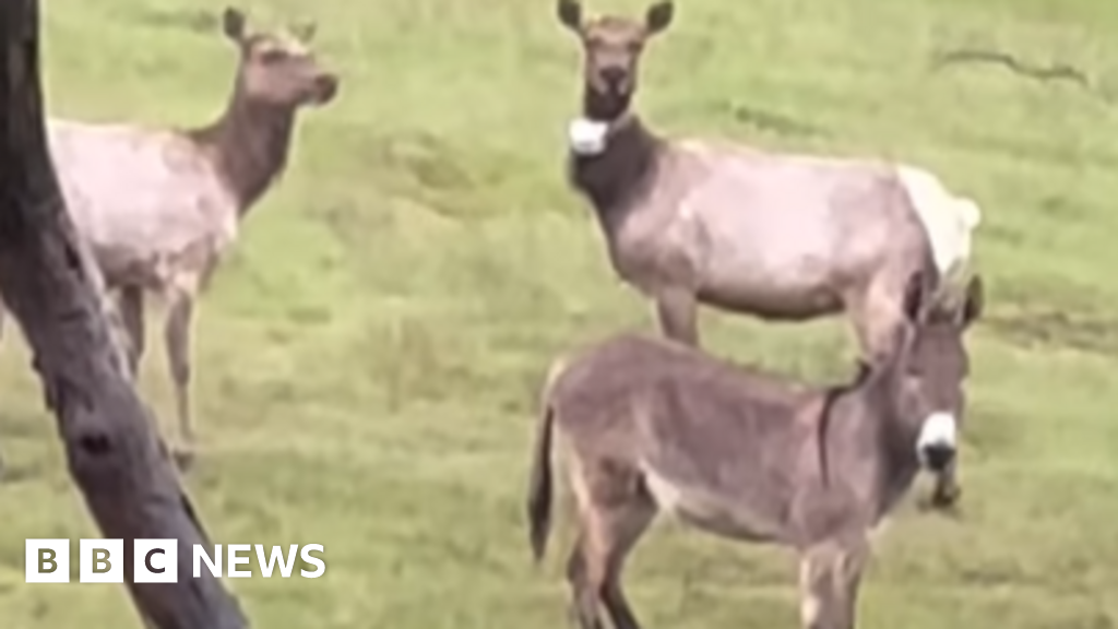 Pet donkey found 'best life' with moose, five years after its escape