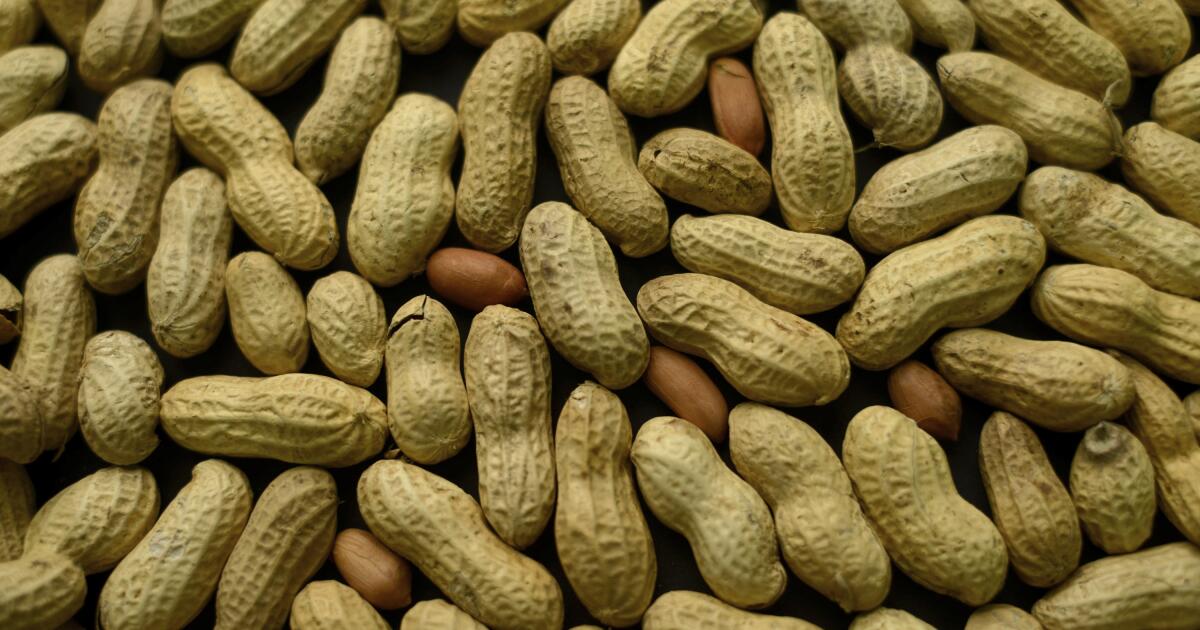 Research shows that children who eat peanuts early are less likely to develop an allergy