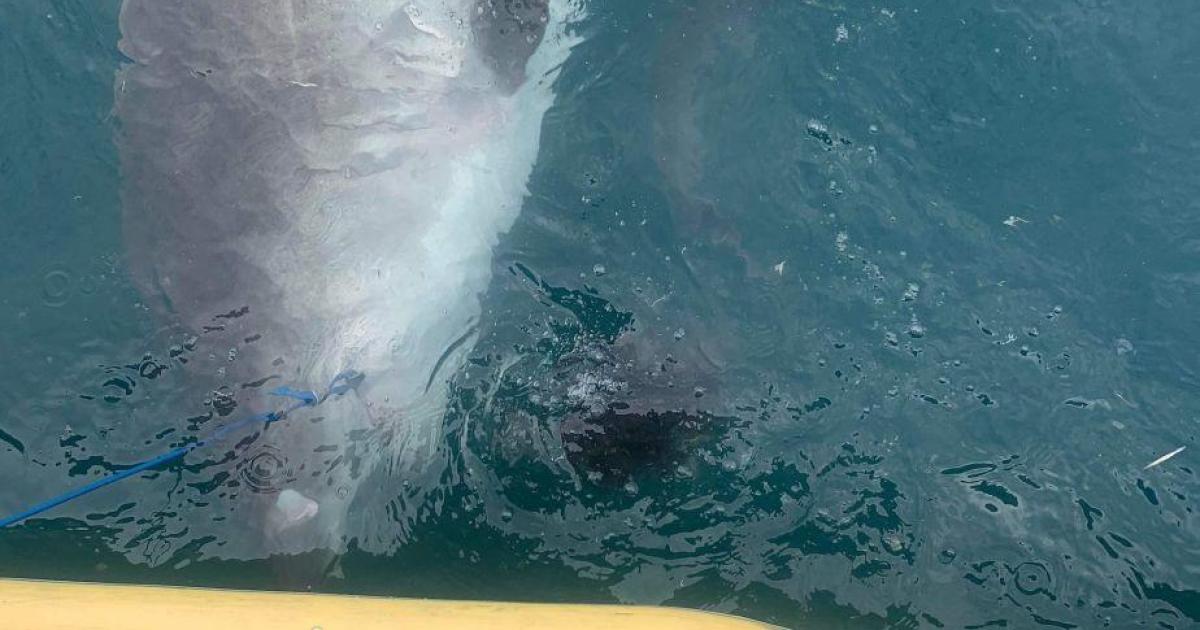 Shark spits out spiky, land-loving creature for shocked scientists in Australia