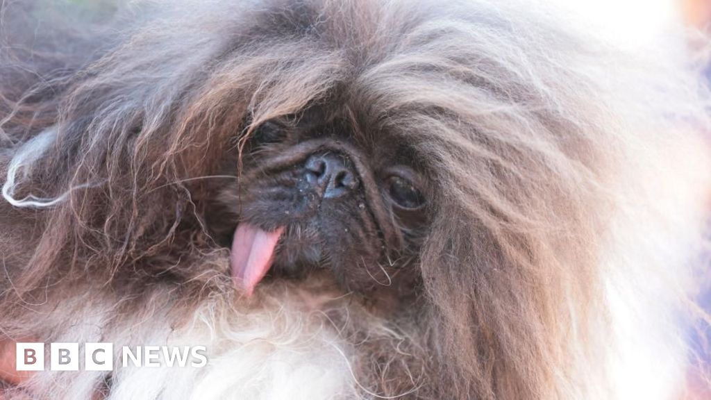 The World's Ugliest Dog Contest won by Wild Thang