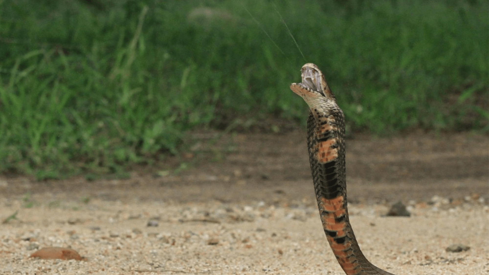 The deadly secrets of snake venom decoded with fake blood vessels