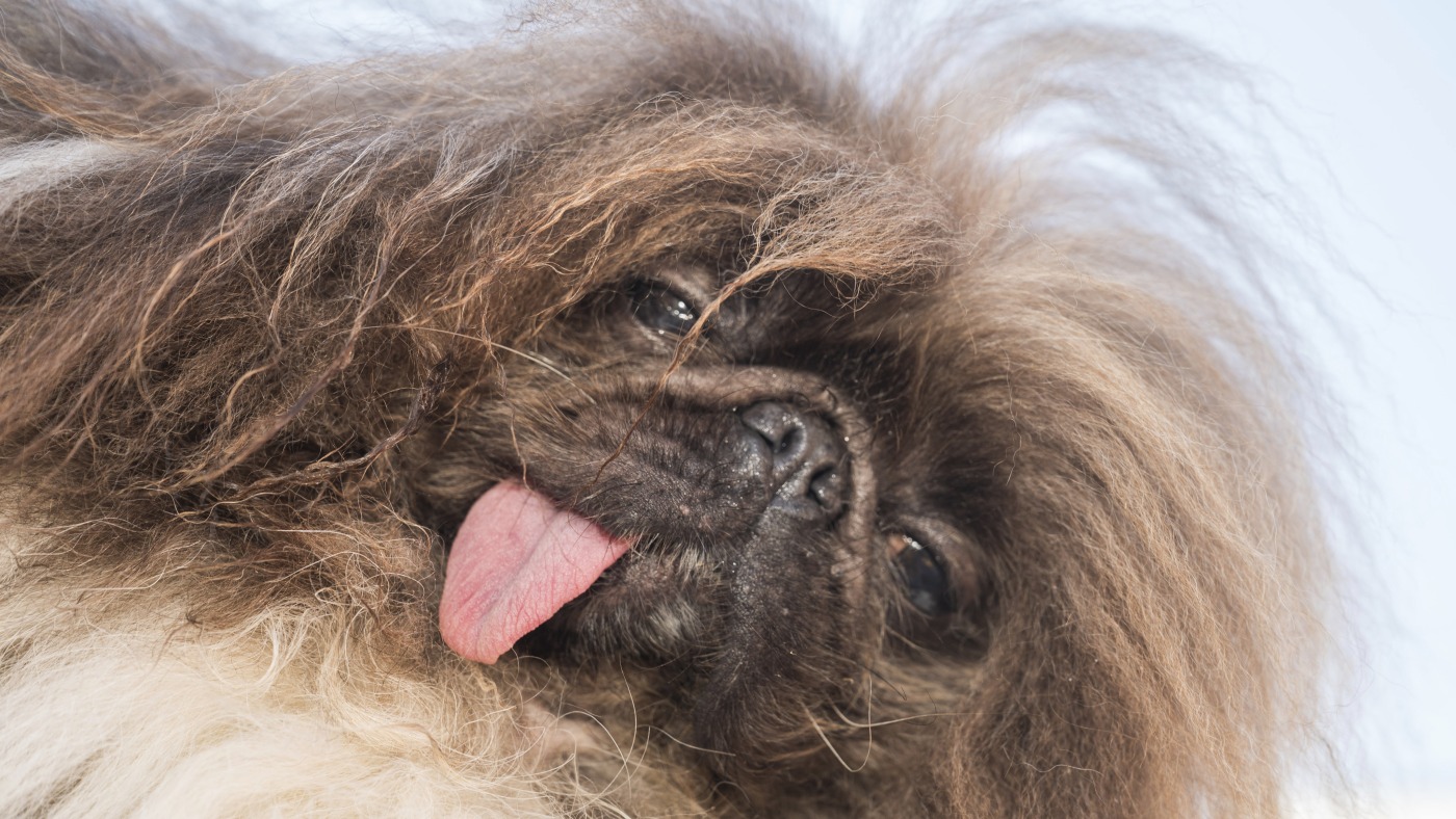 Wild Thang wins the 2024 World's Ugliest Dog Contest: NPR