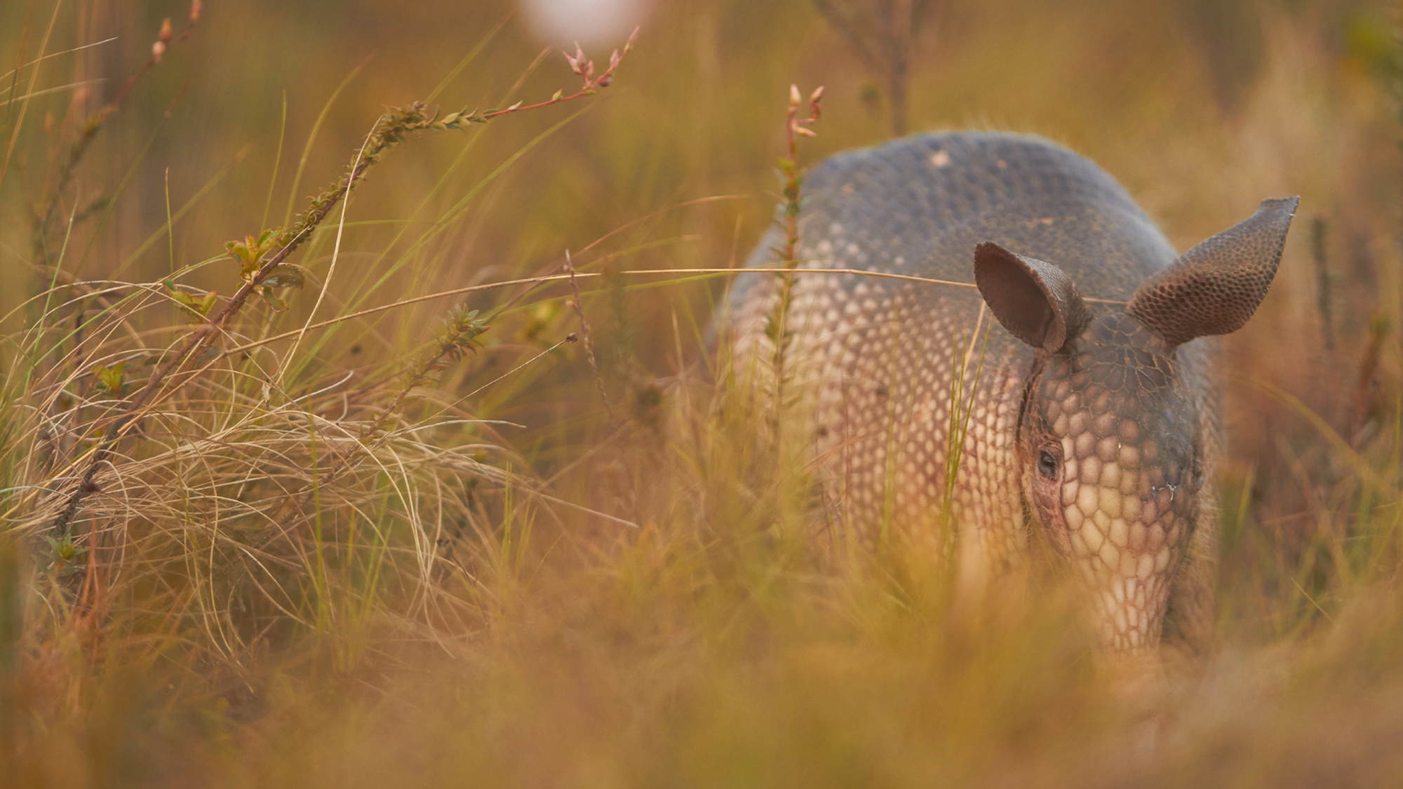 A new species of armadillo was hidden from view