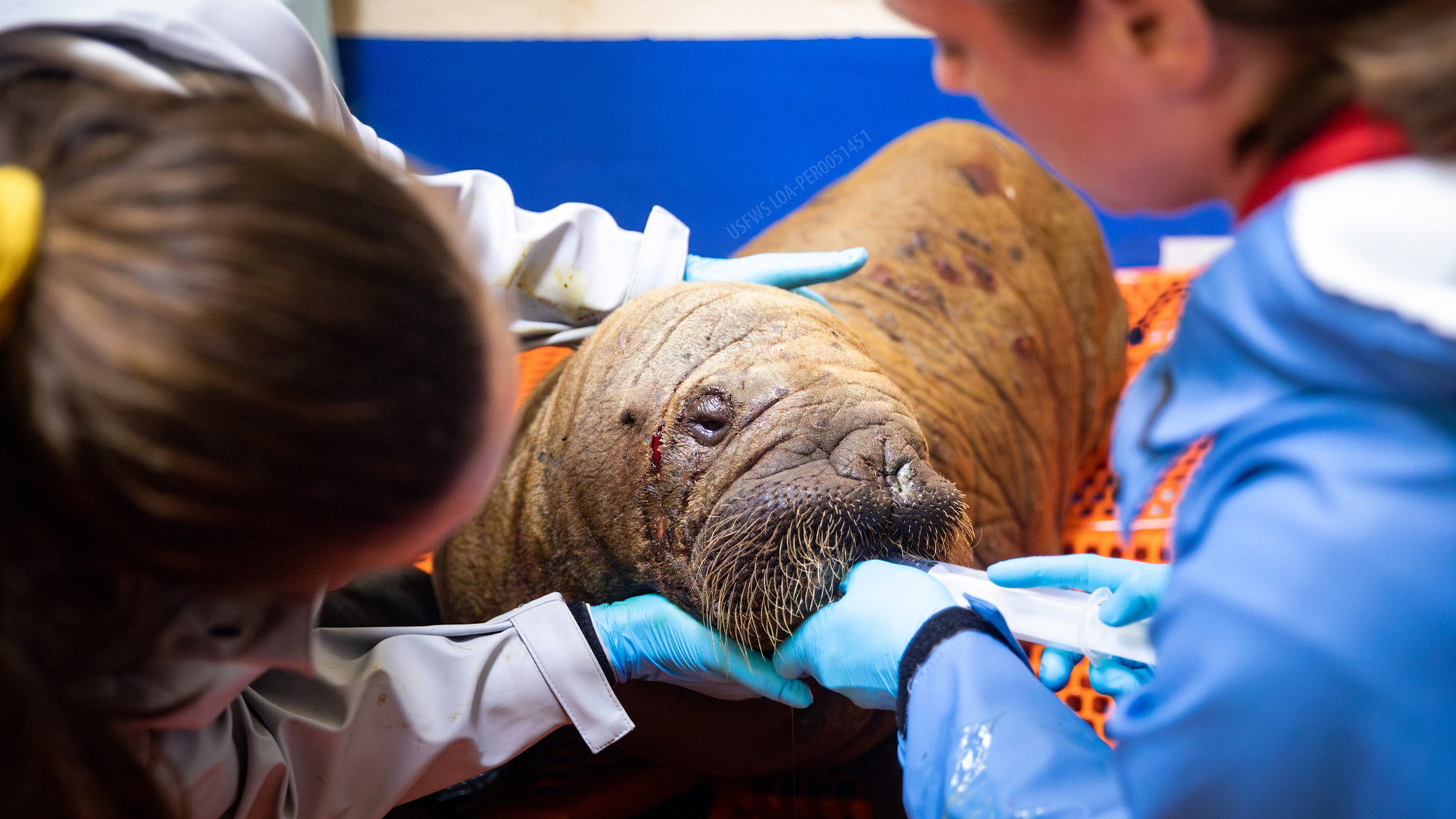 Abandoned Pacific walrus calf rescued in Alaska