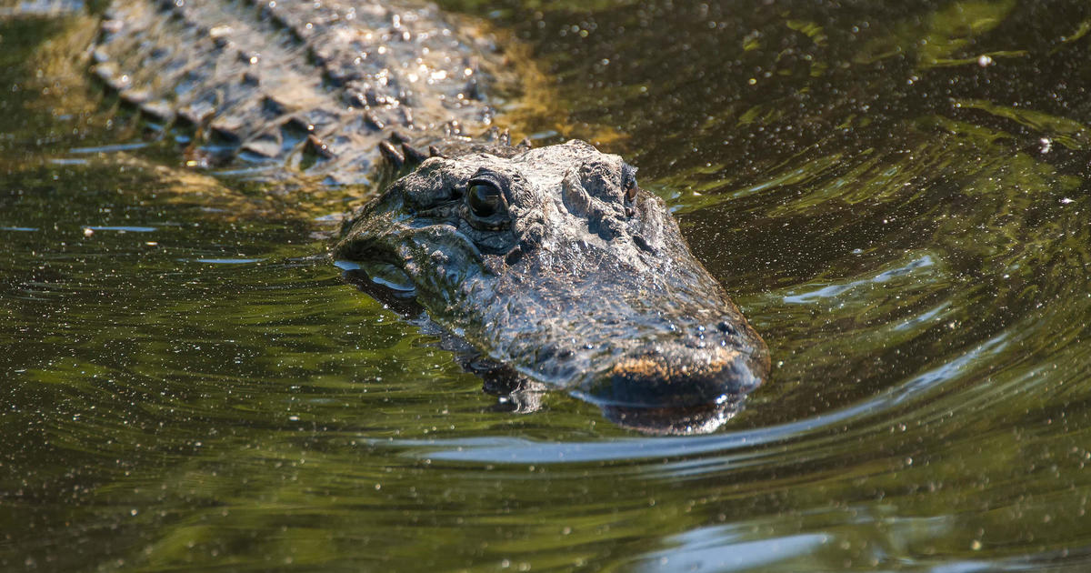 Australian authorities search for 12-year-old missing after reported crocodile attack