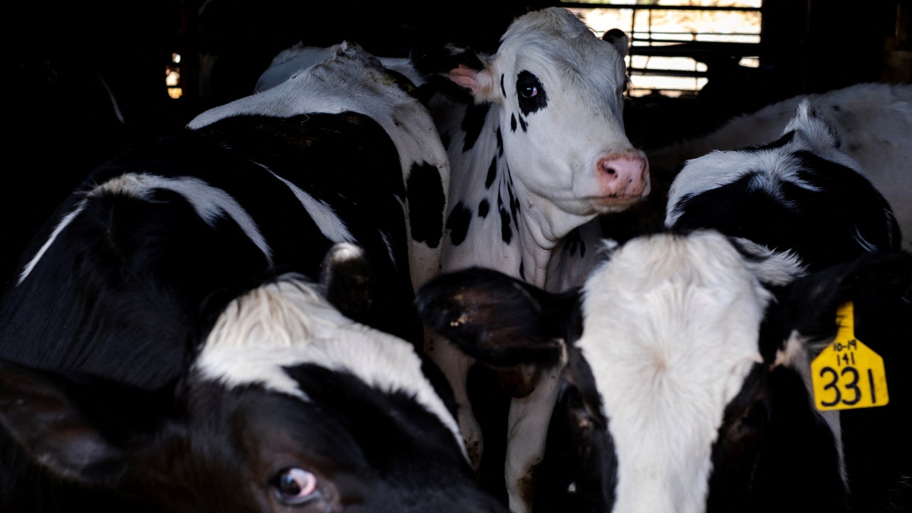 Ferret study shows bird flu virus found in US cows poses little risk of respiratory infection