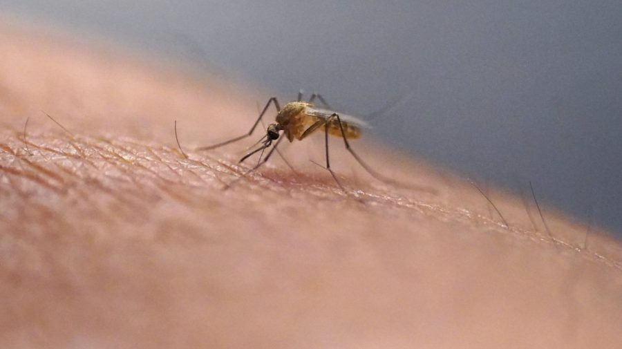Florida officials issue warning about dengue fever
