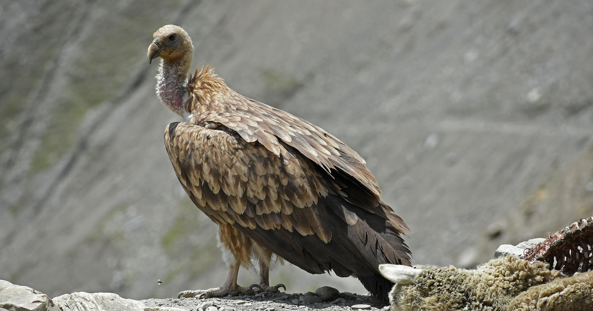 Painkiller used on cattle has wiped out vultures in India, and scientists say it has led to 500,000 human deaths