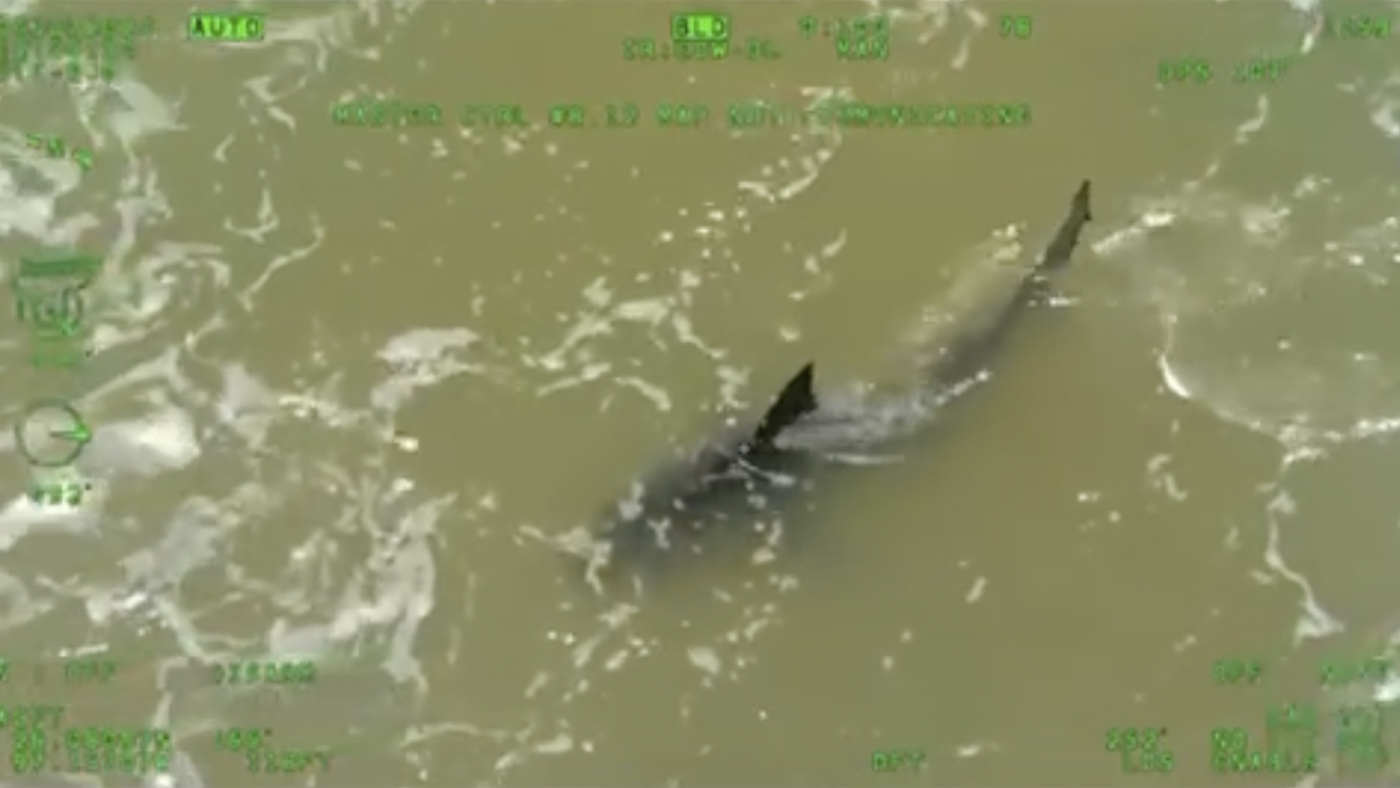 Shark attacks in Florida and Texas, 4 injured: NPR
