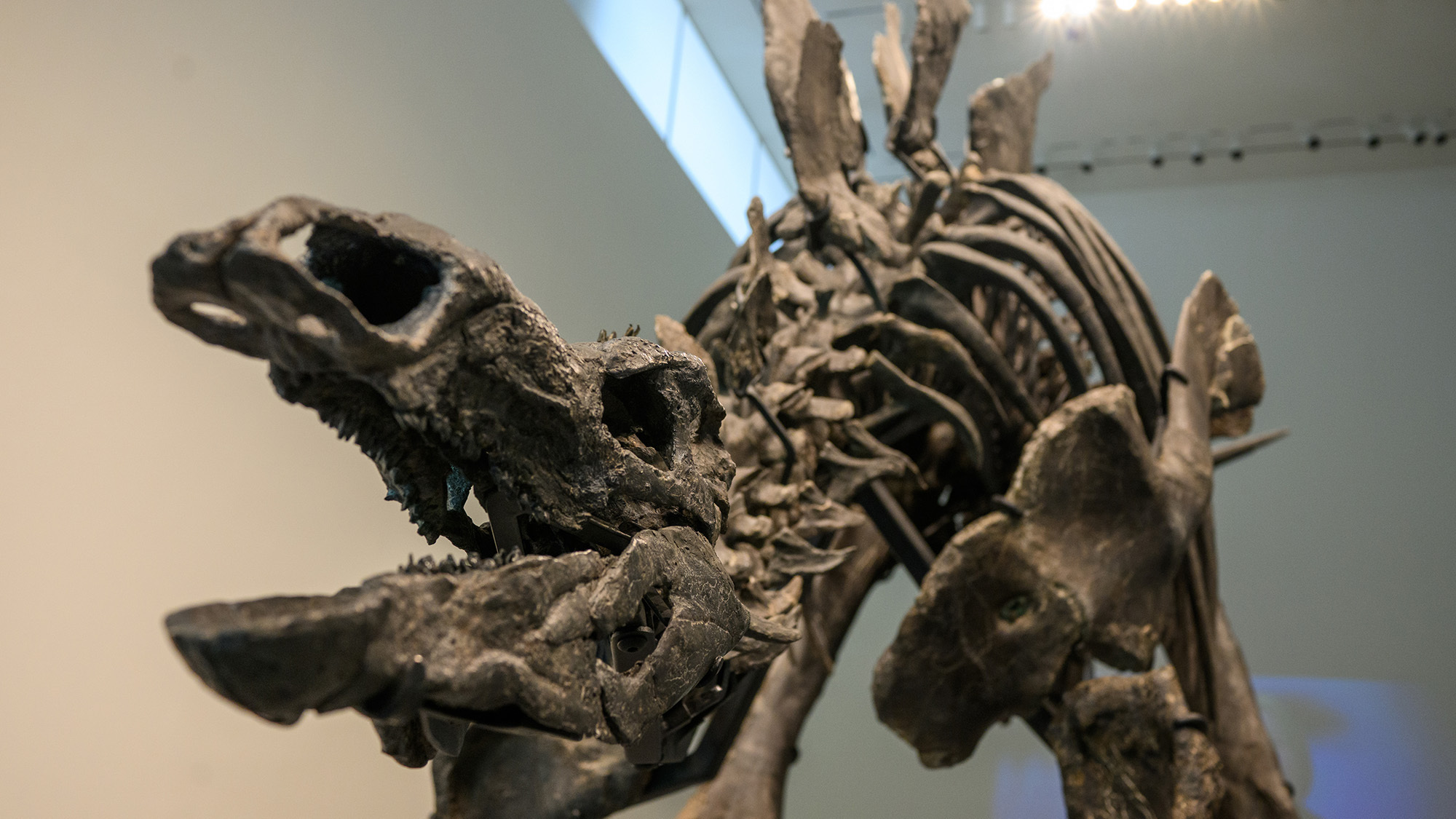 Stegosaurus 'Apex' Sold to Billionaire for Nearly $45 Million