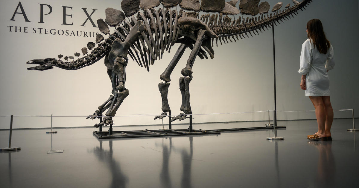 This Is Who Bought The Record-Breaking “Apex” Stegosaurus For $45 Million